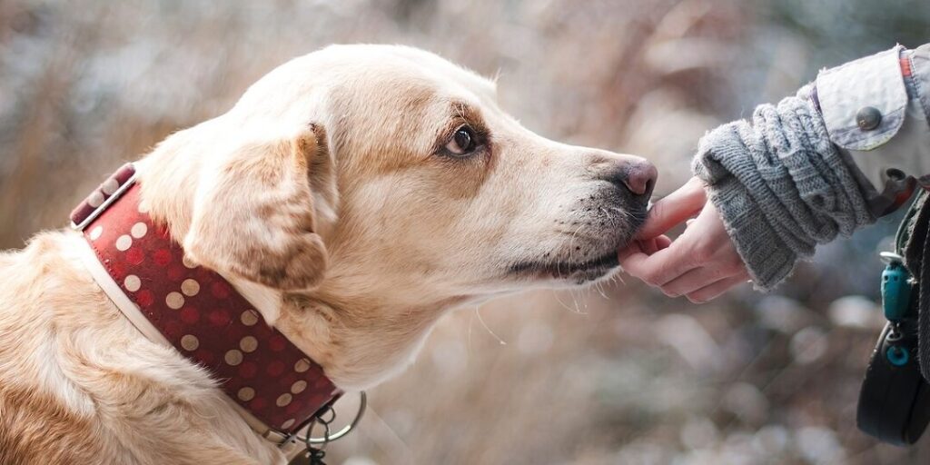 10 frases de animales que inspirarán tu vida 3 10 frases de animales que inspiraran tu vida 1