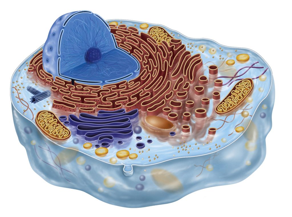 Que se estudia en biología celular y molecular 3 Que se estudia en biología celular y molecular