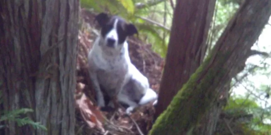 el ladrido de las mejores frases de perros