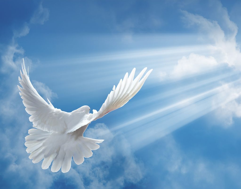 Cuáles son los 5 frutos del Espíritu Santo 8 Cuáles son los 5 frutos del Espíritu Santo