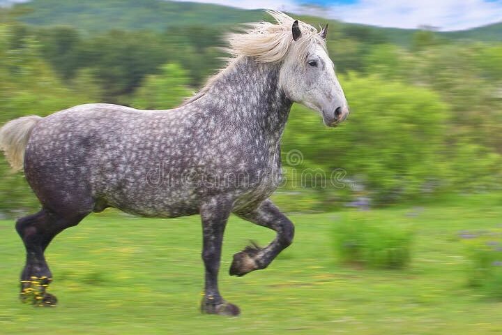 El significado de caballo grande ande o no ande»: explicación y ejemplos»