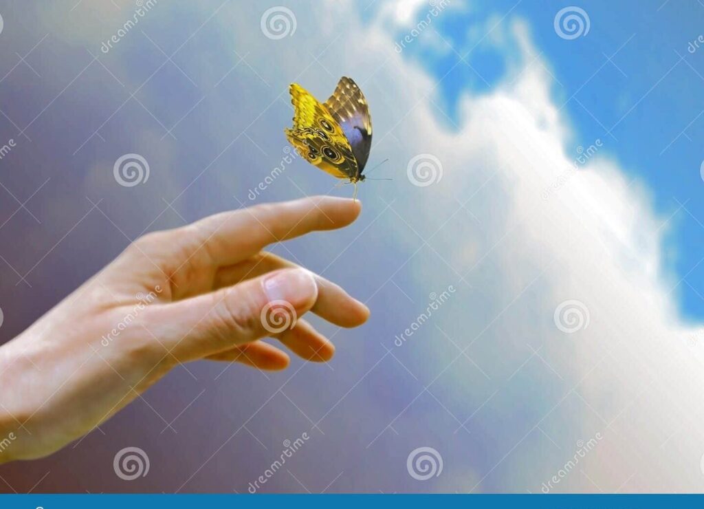 imagen de una mariposa volando hacia el cielo
