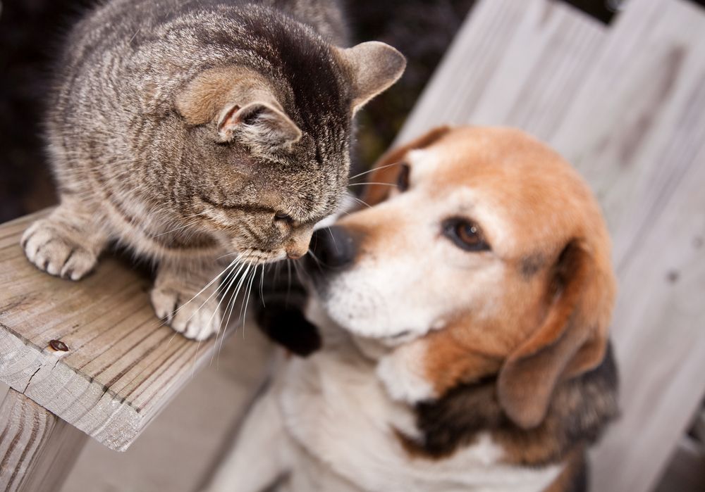 Qué significa el refrán si hay trato pueden ser amigos del perro y del gato 7 Qué significa el refrán si hay trato pueden ser amigos del perro y del gato