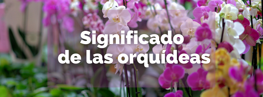 Qué palabra puede ser con O: Descubre su significado 1 significado de las orquideas