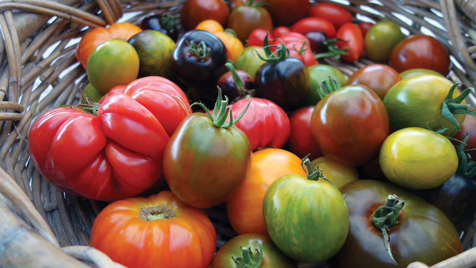 Tomates frescos vs tomates asados: comparación visual
