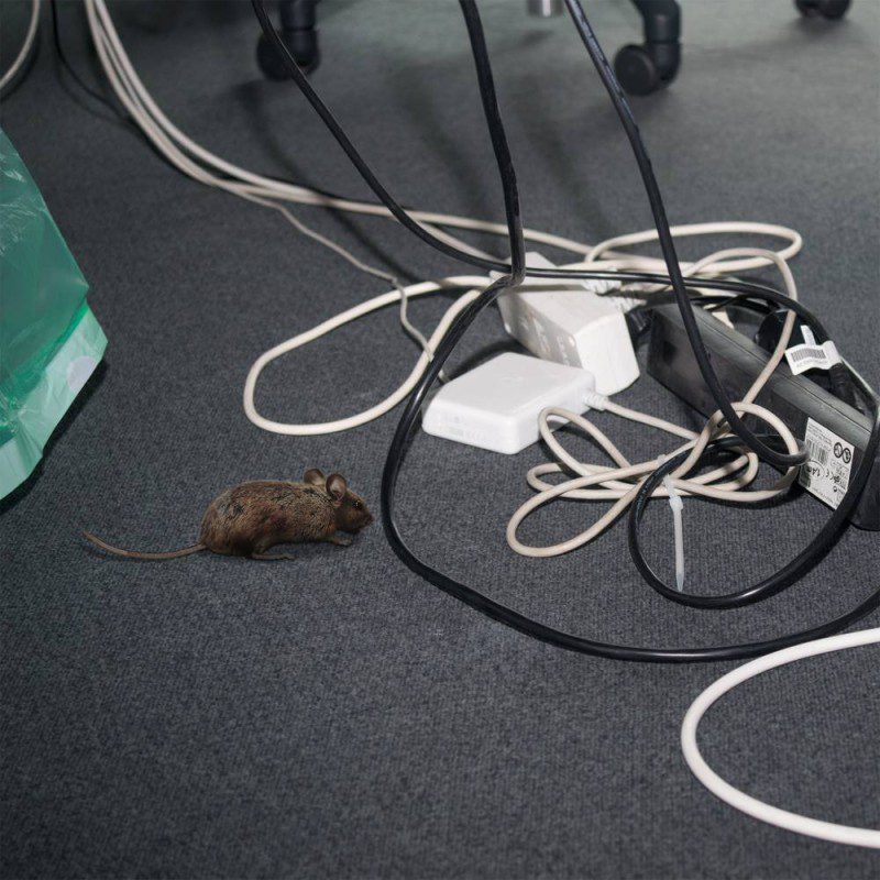 Qué ruido espanta a las ratas: Descubre los sonidos efectivos