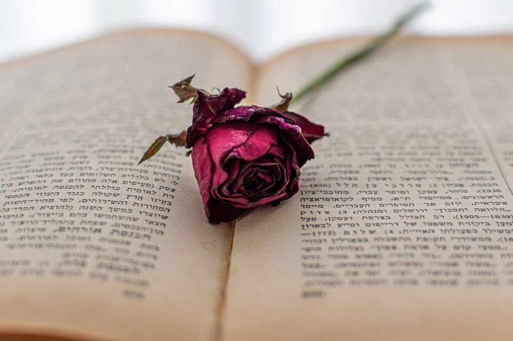 una foto de una rosa marchita en un libro abierto