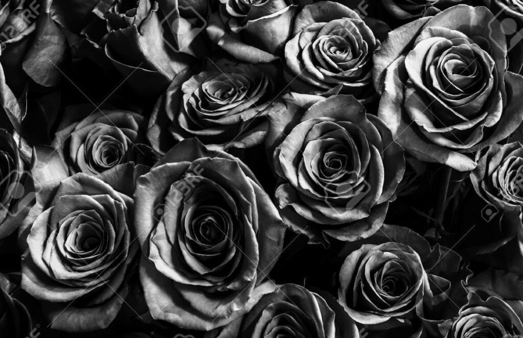 Rosas de luto en WhatsApp: significado y uso