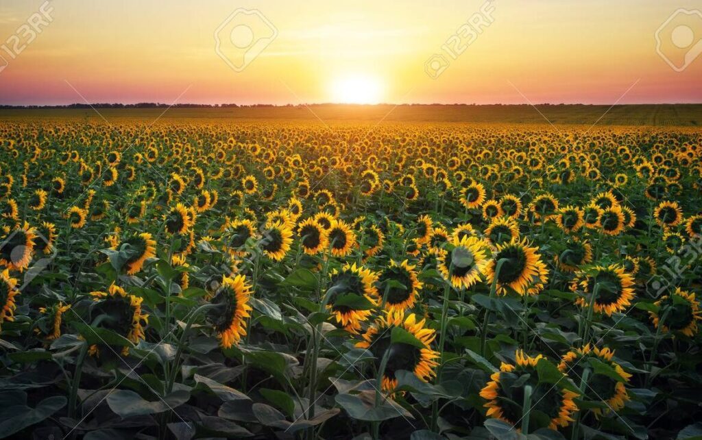 Descubre la sabiduría del guerrero de la luz según Paulo Coelho 4 Descubre la sabiduría del guerrero de la luz según Paulo Coelho