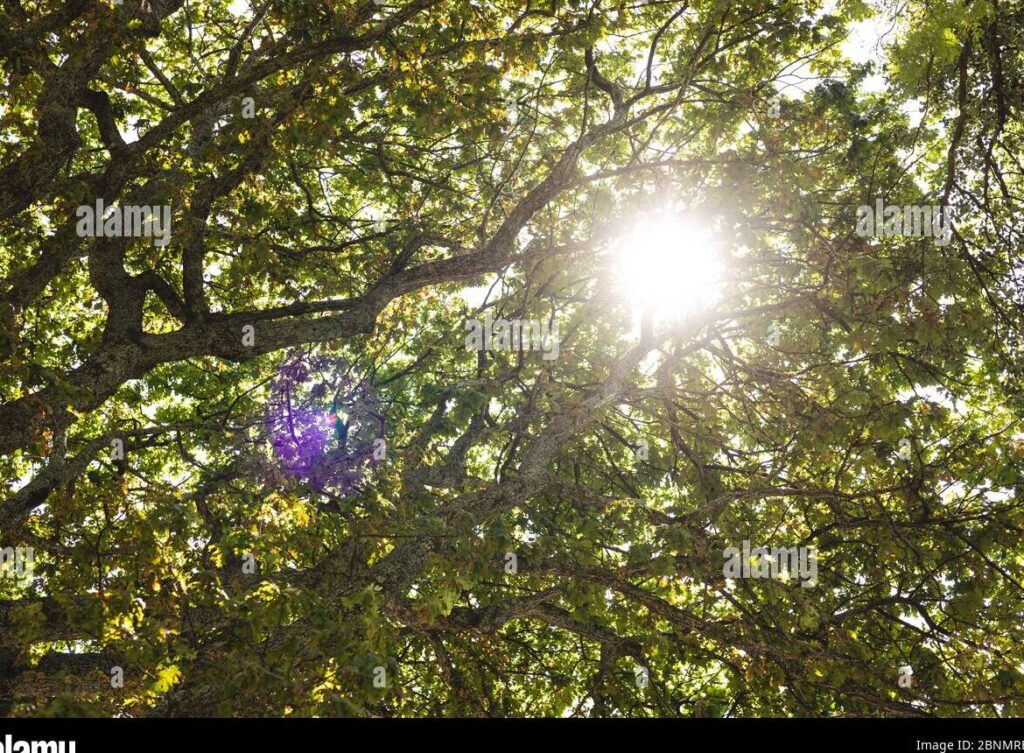 una imagen de un arbol con ramas extendidas hacia arriba rodeado de luces brillantes y con el sol brillando detras