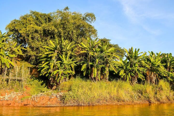 El significado oculto de el árbol no te deja ver el bosque»