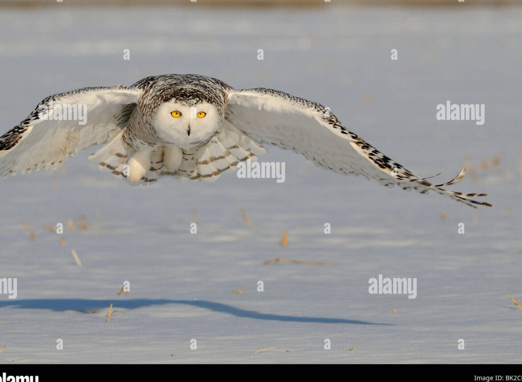 una imagen de un ave volando sobre un pantano con un fondo brillante y limpio