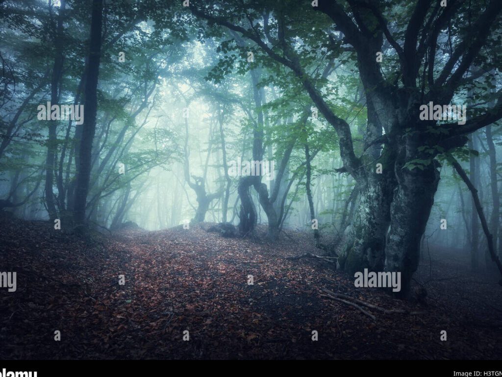 Paseos en la niebla: el mejor momento para disfrutarlos 5 Paseos en la niebla: el mejor momento para disfrutarlos