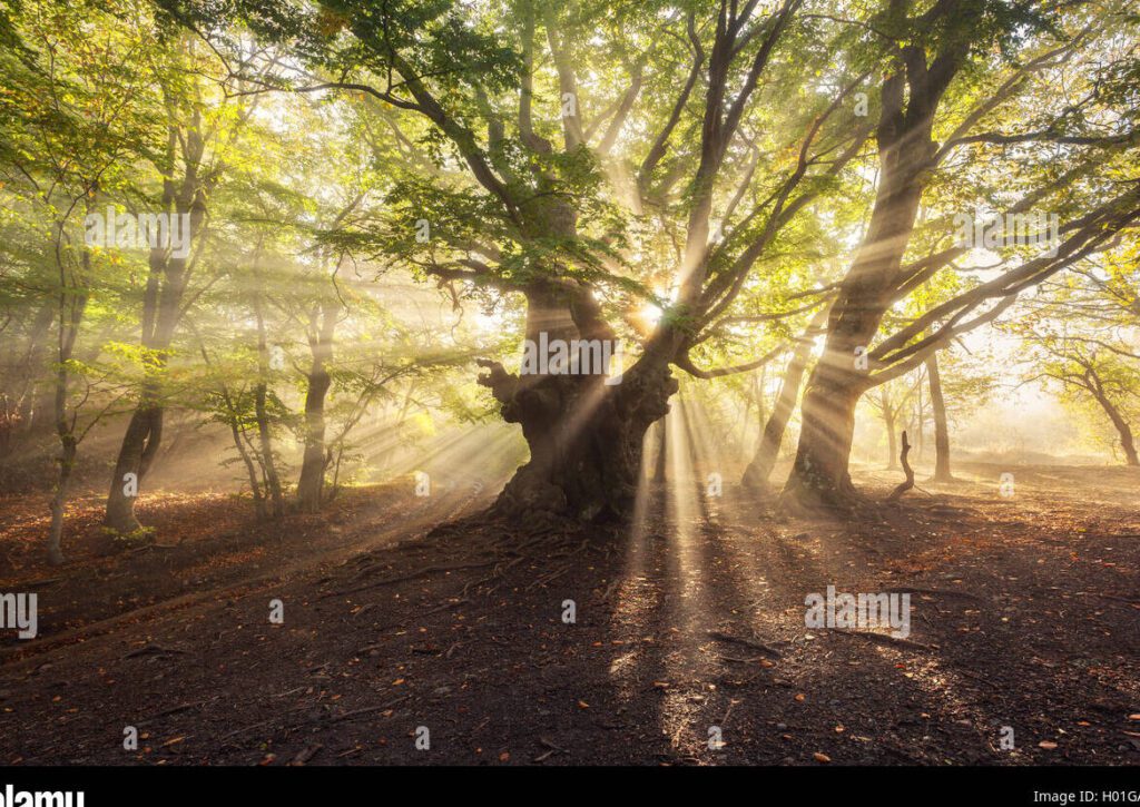 La intimidad de los árboles: cómo su vida privada afecta su entorno