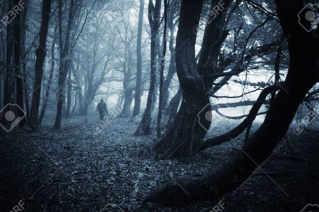 una imagen de un bosque tenebroso con sombras misteriosas