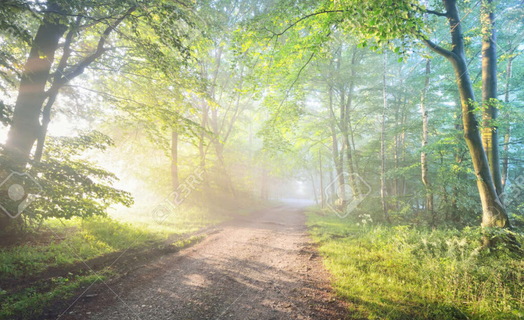 una imagen de un camino rodeado de naturaleza exuberante y brillante luz solar