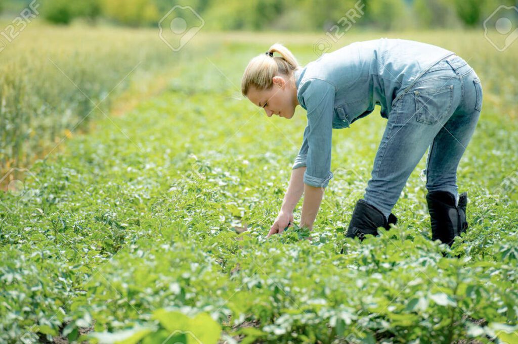 Salario promedio de un ingeniero agrónomo en España: ¿Cuánto ganan?