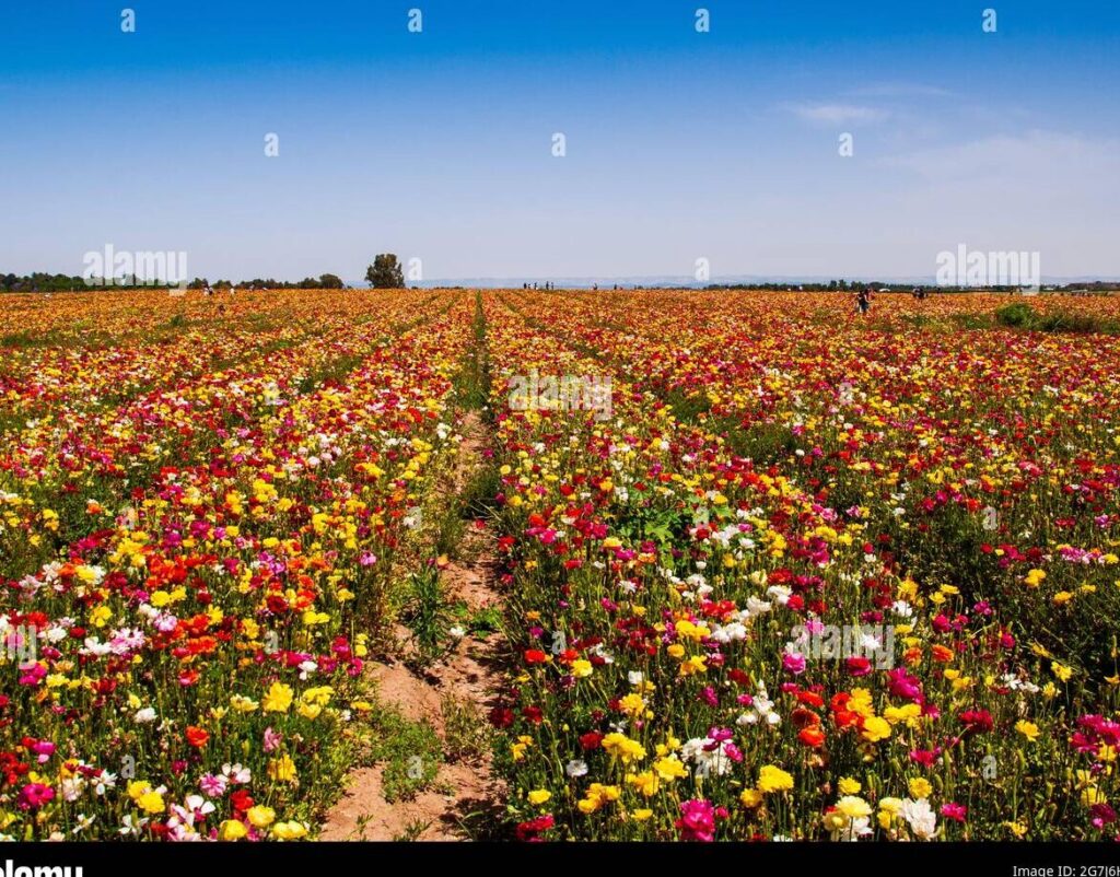 Descubre los poemas más hermosos para celebrar la llegada de la primavera 6 Descubre los poemas más hermosos para celebrar la llegada de la primavera