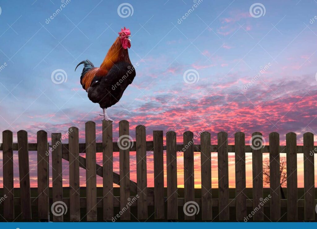 una imagen de un gallo en silencio en un corral