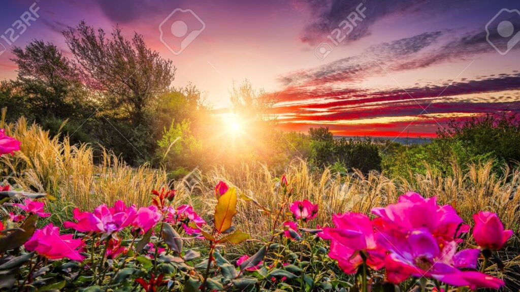 Las mejores frases bonitas de Dios para acompañar a las flores 5 Las mejores frases bonitas de Dios para acompañar a las flores