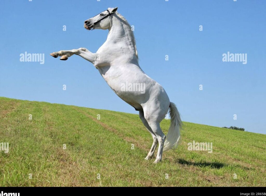 una imagen de un majestuoso caballo blanco galopando en un prado verde
