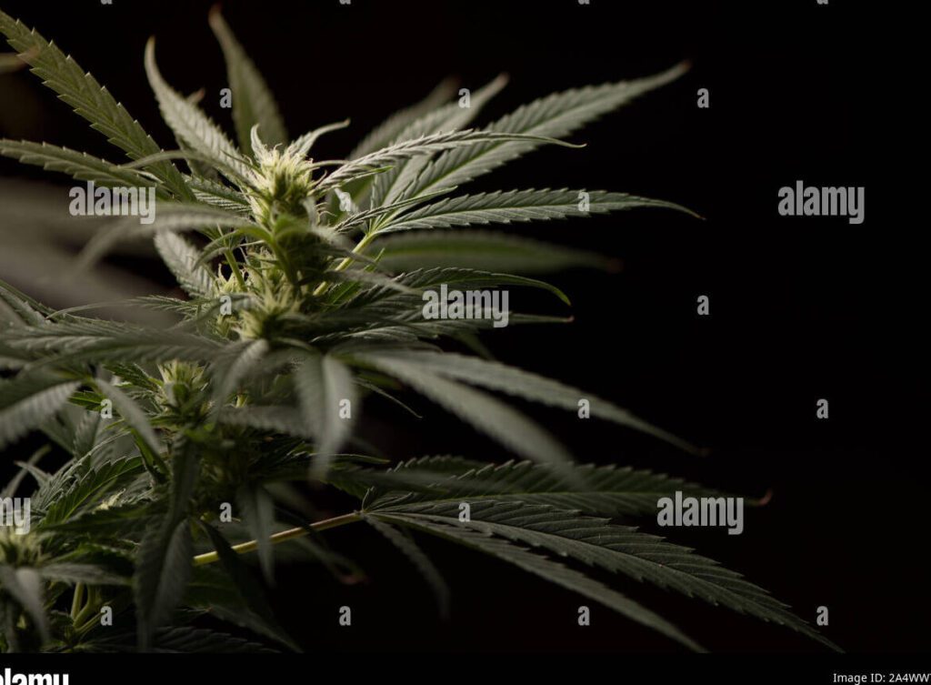 Encuentra letras de reggae para improvisar y darle vida a tu música