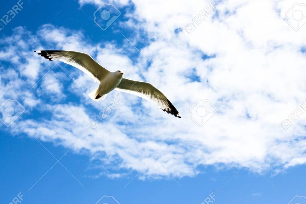 una imagen de un pajaro volando alto en el cielo azul