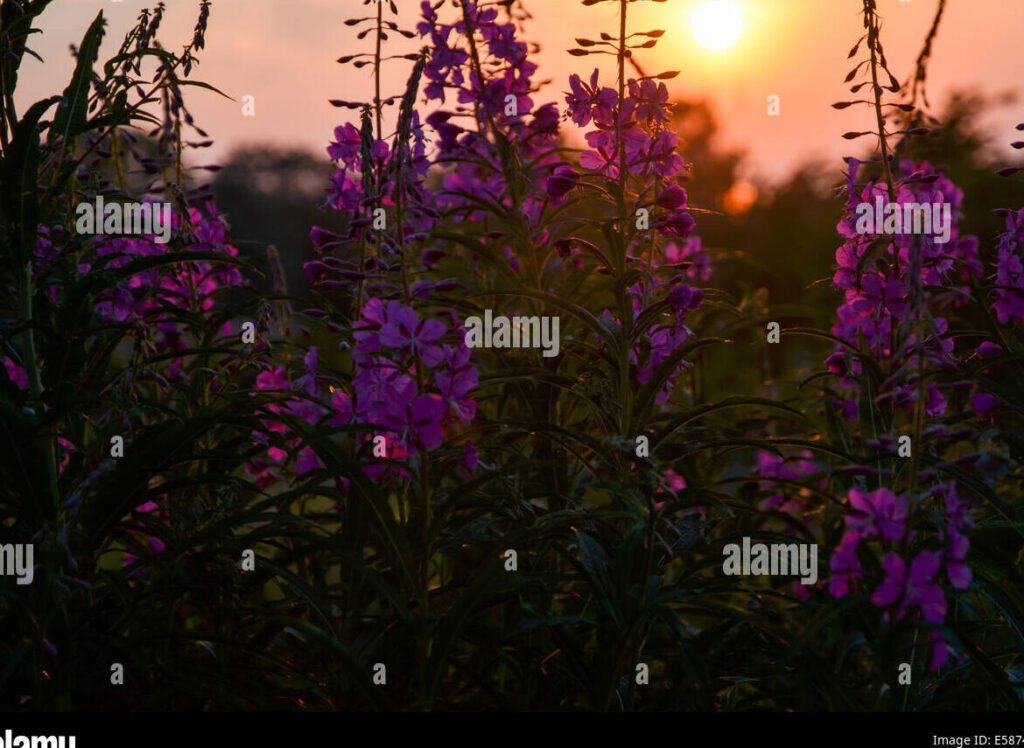 Mensaje de buenas noches con flores: sorprende a tu amiga con amor