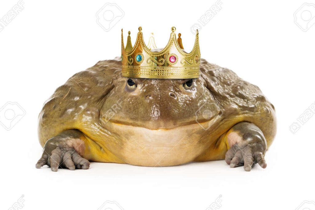 Descubriendo al Sapo: Cómo distinguirlo del Príncipe