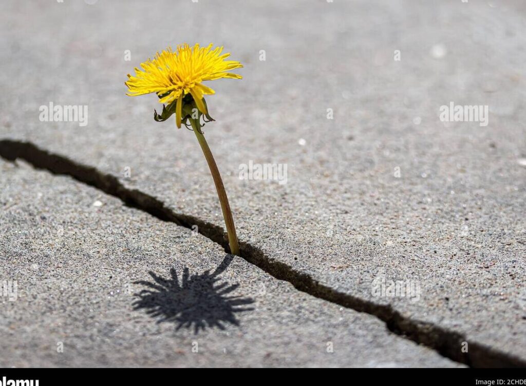 Acepta tu imperfección con estas poderosas frases de autoaceptación