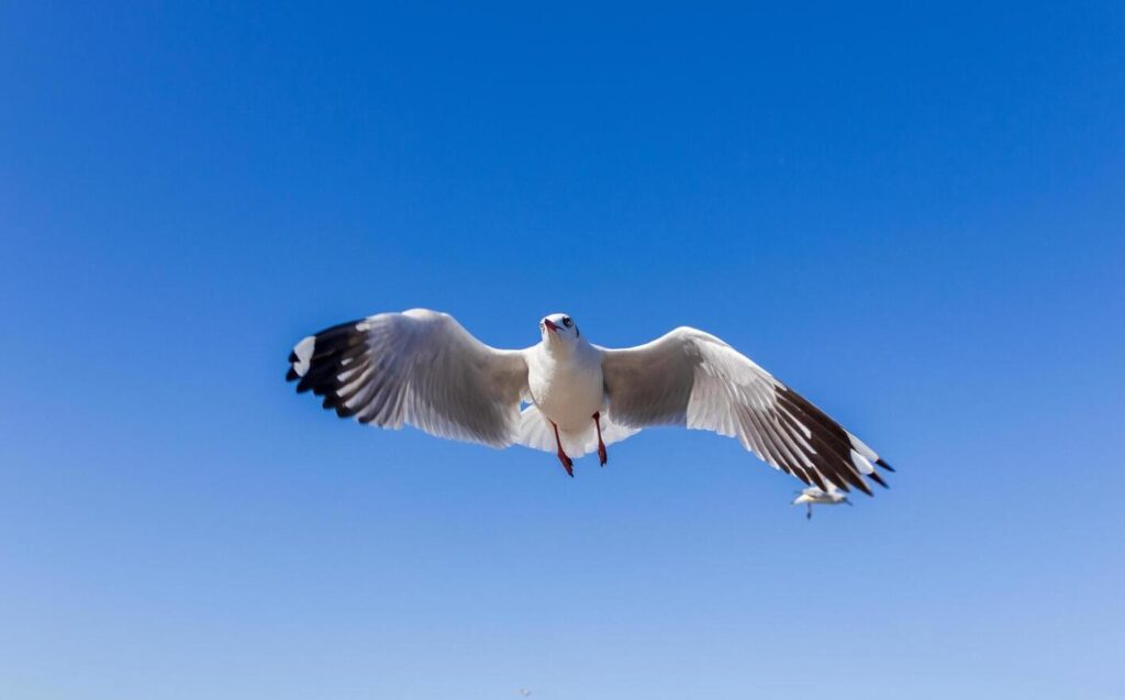 una imagen de una gaviota volando en el cielo azul