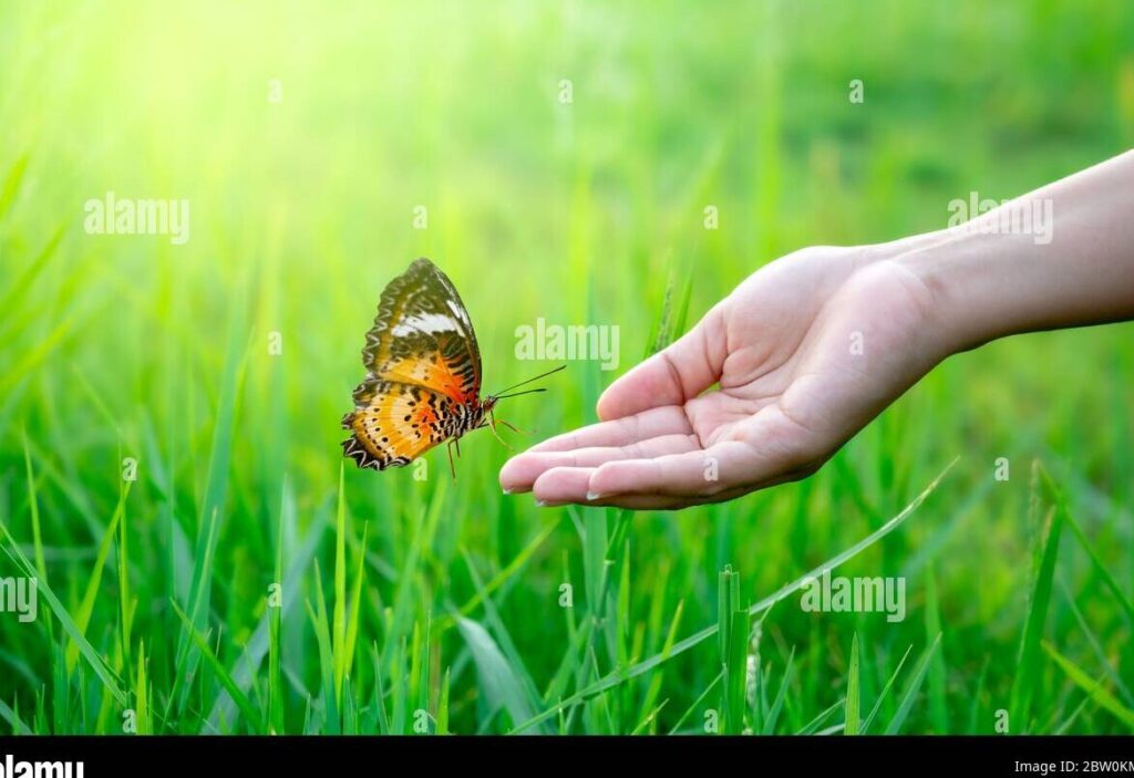 La Ley de Atracción: El Poder de lo Semejante atrae a lo Semejante