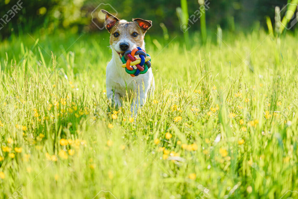 una imagen de una mascota feliz jugando en un prado soleado