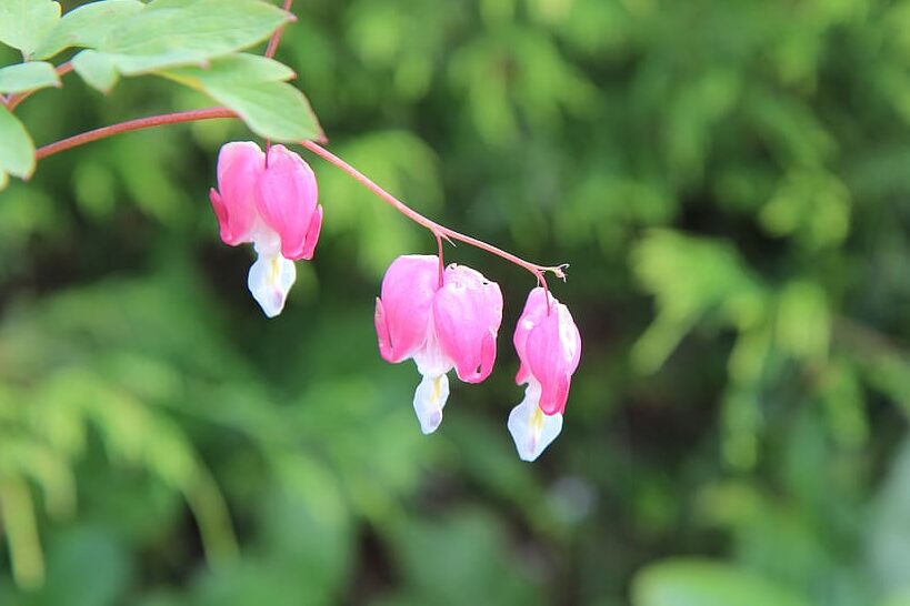 Cuidado esencial para tu planta Corazón de María: consejos y trucos 8 Cuidado esencial para tu planta Corazón de María: consejos y trucos