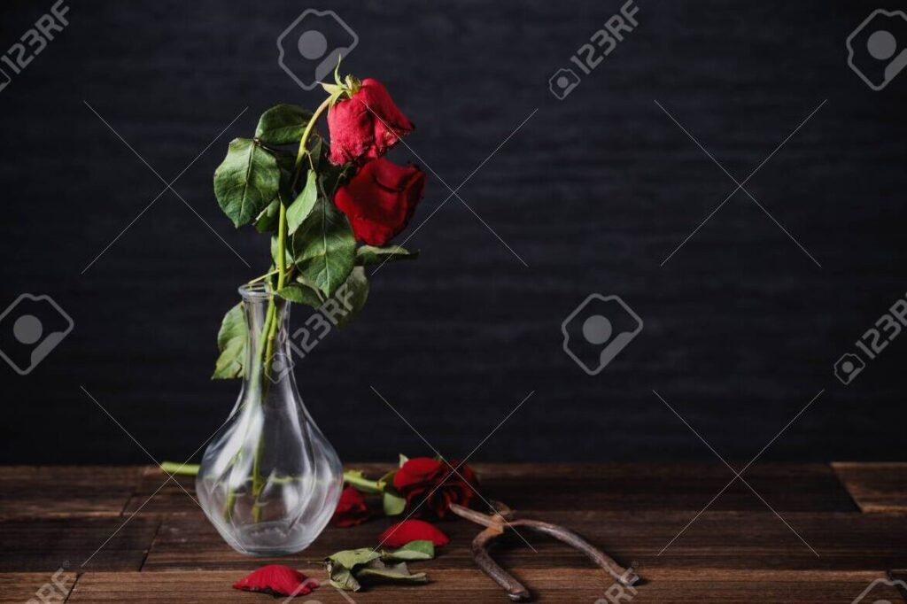 una imagen de una rosa marchita sobre un fondo oscuro