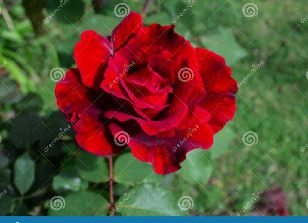 El poema perfecto para expresar tu importancia en mi vida