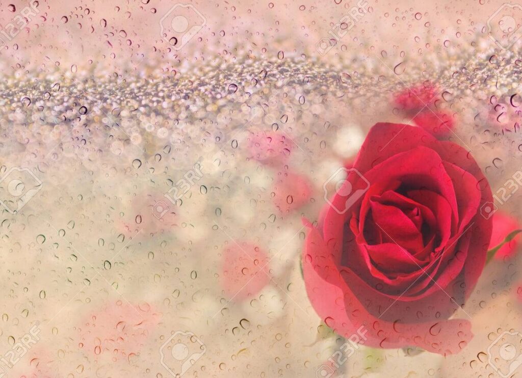 Las frases más románticas para una rosa roja: inspira amor con tus palabras