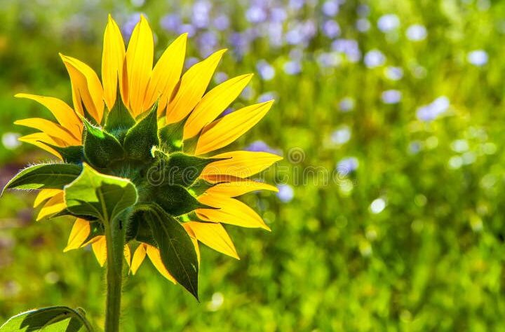 Frases bonitas para encontrar consuelo tras la partida de mamá