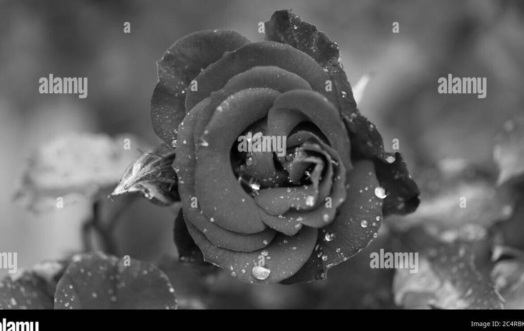 Cuentos cortos de muerte y amor: una reflexión profunda