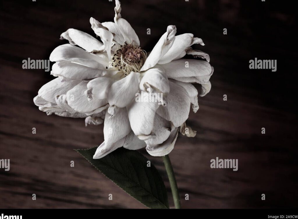 El poema triste más corto de despedida: una oda a la melancolía