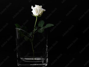 Frases para recordar a mamá fallecida: consuelo en palabras adecuadas 2 una rosa blanca en un fondo negro