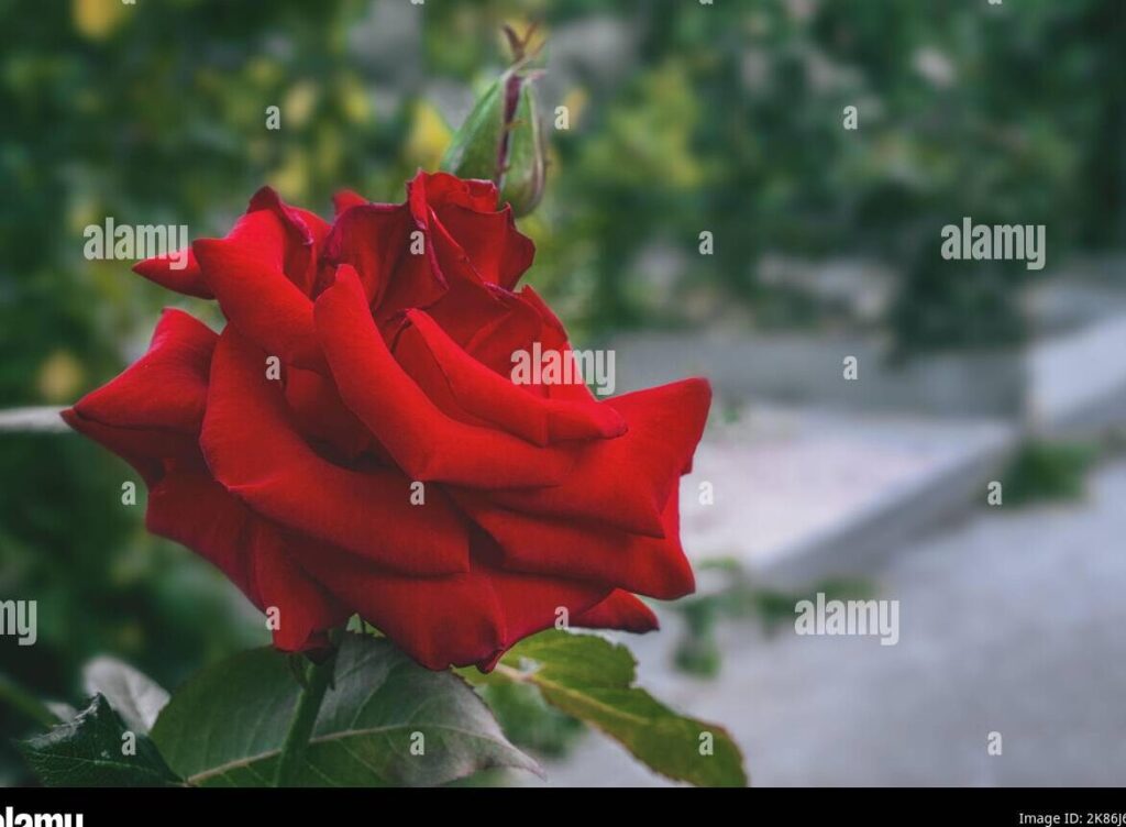 una rosa roja en plena floracion con un fondo desenfocado de arboles y flores